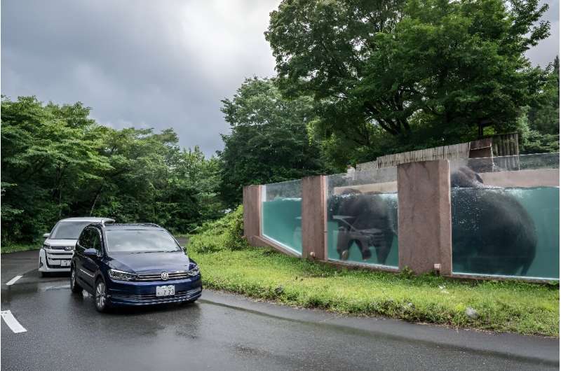 Cars drive past the elephant swim tank at Fuji Safari Park in Susono