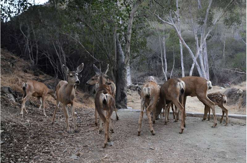 Catalina deer in the crosshairs: Will compromise avert a planned slaughter?
