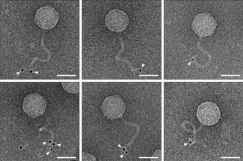 Catch a virus by its tail—researchers find bacterial immune system alters tails of phages