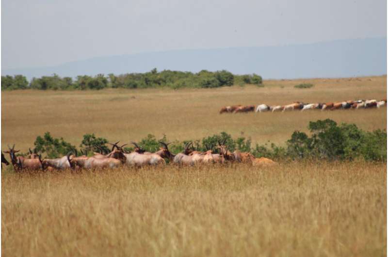 Cattle raised by Maasai farmers aren't the conservation villains they've been made out to be