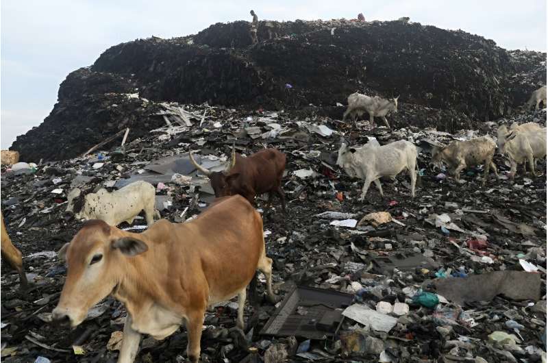 Cattle walk at a mountain of dumped secondhand clothes in Accra, Ghana