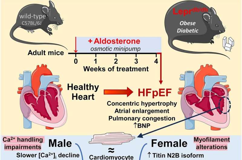 Cause of common type of heart failure may be different for women and men