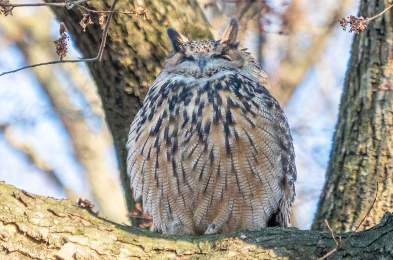 Celebrity owl Flaco's recent death in NYC highlights how bird strikes with buildings are strikingly common