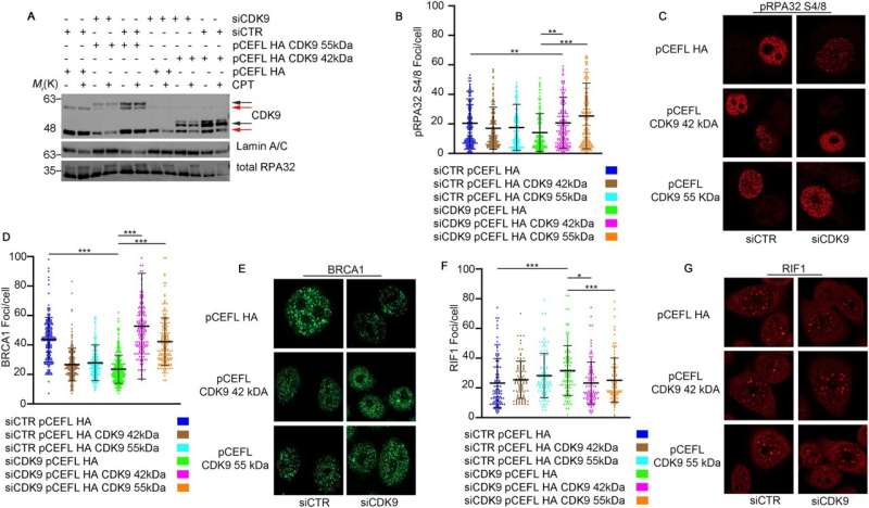 Cell division, DNA repair, and cancer progression closely tied to CDK9 dysfunction
