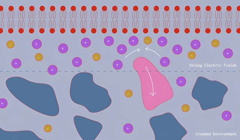 Die elektrischen Felder der Zellen halten Nanopartikel in Schach, bestätigen Wissenschaftler