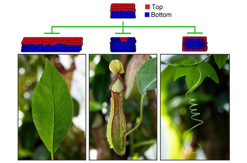 Cells in plant leaves organize themselves to ensure optimal area for photosynthesis