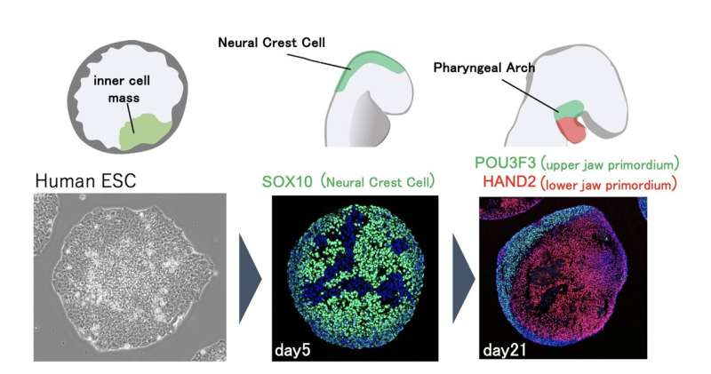 Scientists produce in vitro model of cell differentiation during early facial development