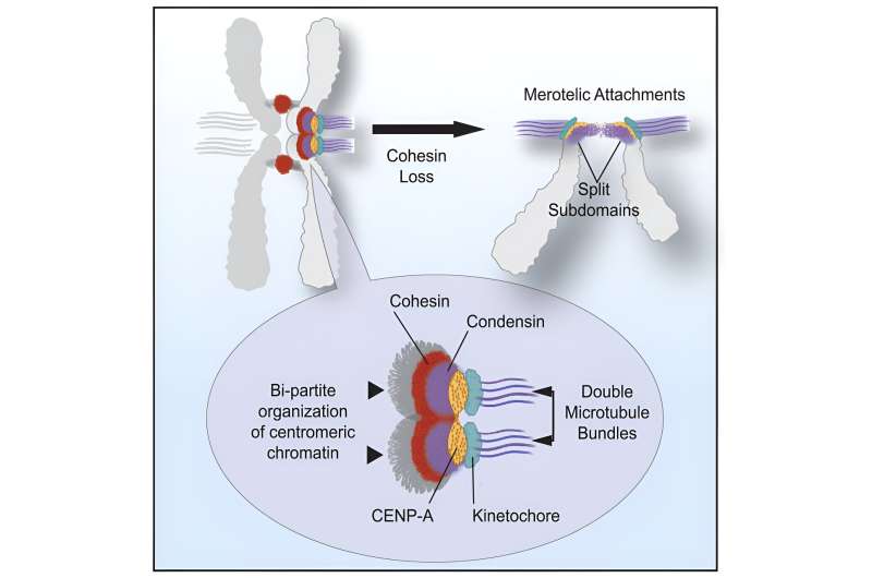 Centromere research yields new insights into the mechanisms of chromosome segregation errors