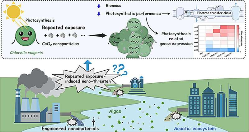 CeO2 nanoparticles: a double-edged sword for aquatic algal life