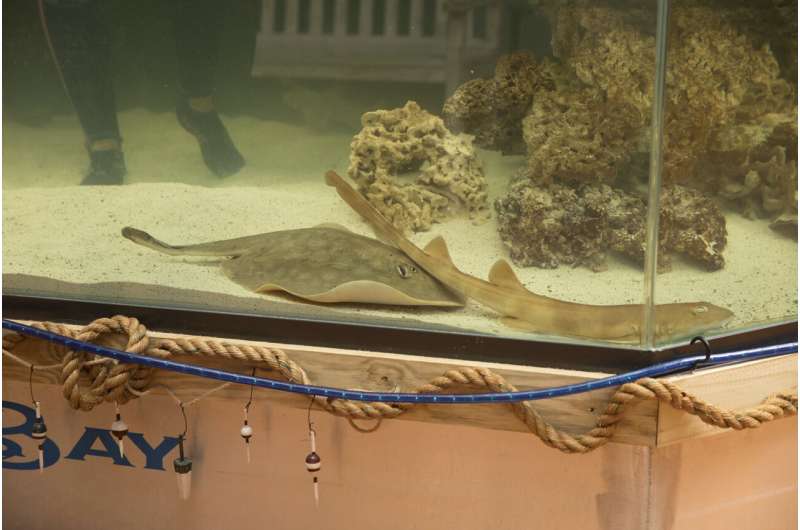 Charlotte, a stingray with no male companion, is pregnant in her mountain aquarium