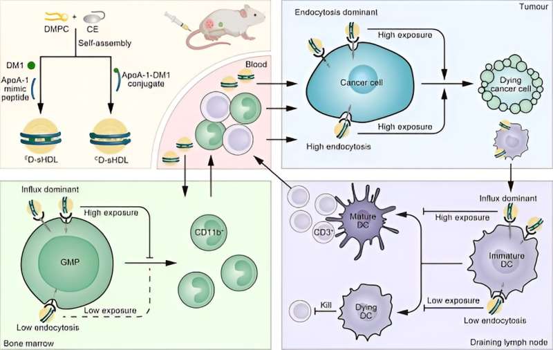 Chemical conjugation mitigates immunotoxicity of chemotherapy of lipid nanoparticles