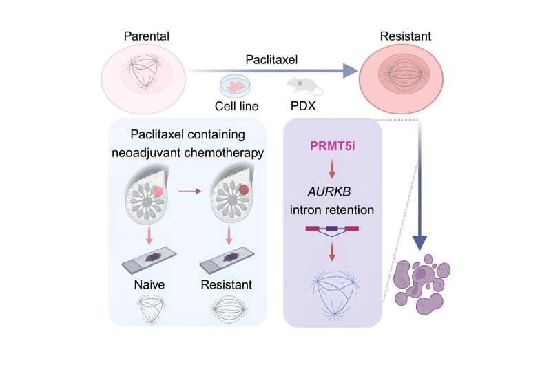 Chemical screen identifies PRMT5 as therapeutic vulnerability for paclitaxel-resistant triple-negative breast cancer