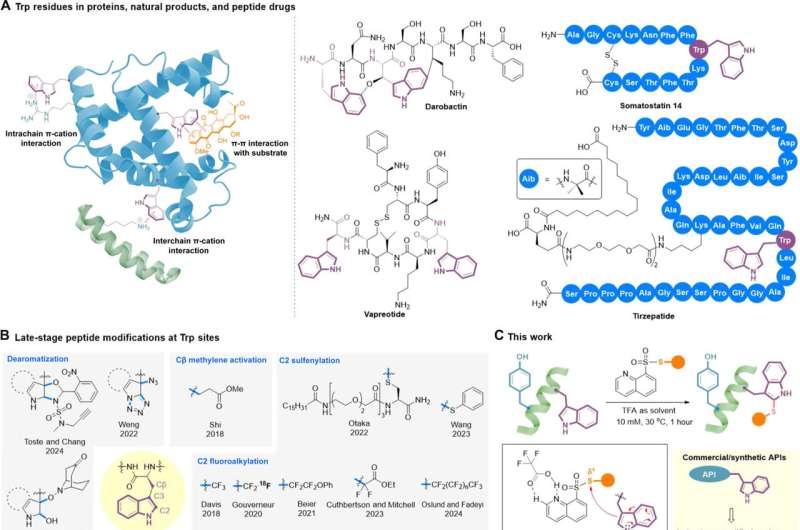 Chemists develop clickable tryptophan modification strategy for late-stage diversification of native peptides