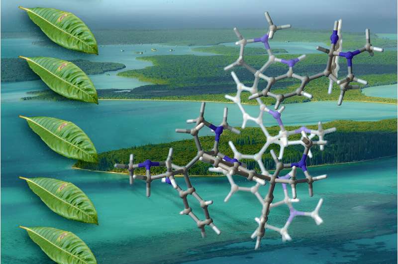 Chemists synthesize plant-derived molecules that hang attainable as prescribed drugs