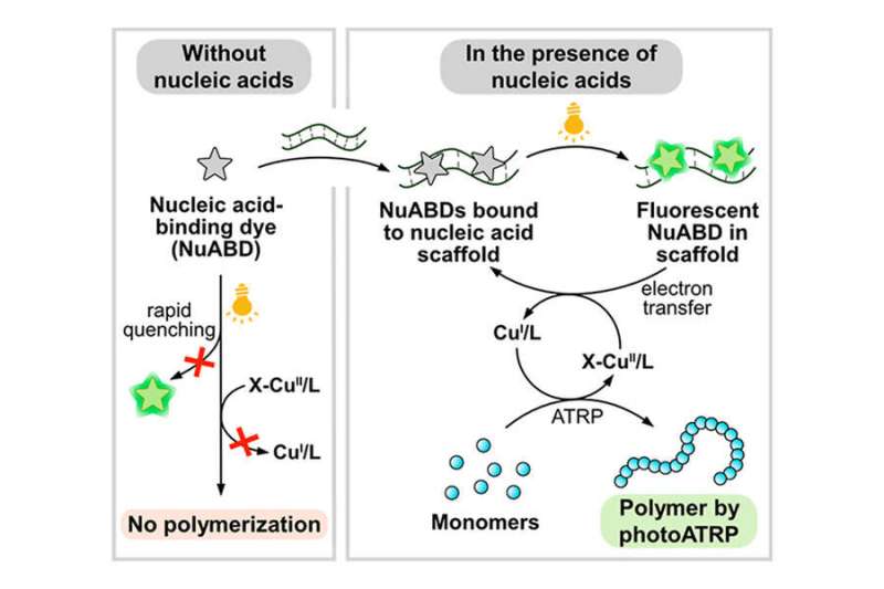 Chemists use nucleic acid binding dyes as photocatalysts for ATRP