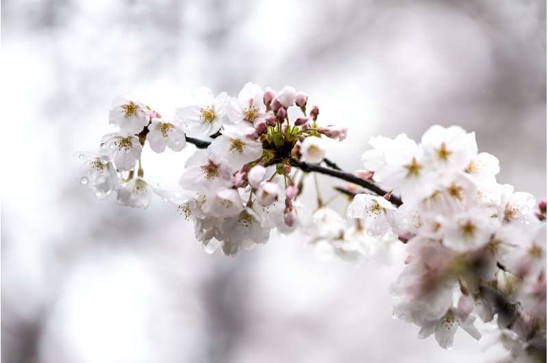 Cherry blossom represents fresh starts but also the fleeting impermanence of life