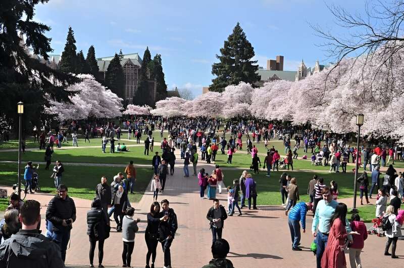 Cherry blossoms attract tourists ... and UW researchers