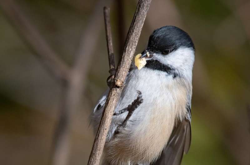 Chickadees have unique neural "barcodes" for memories of stashing away food