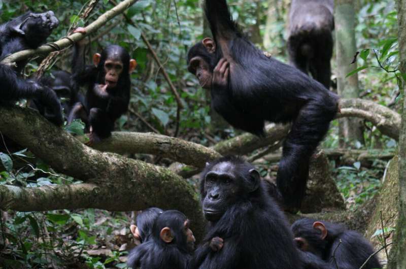 Chimpanzees gesture back and forth quickly like in human conversations