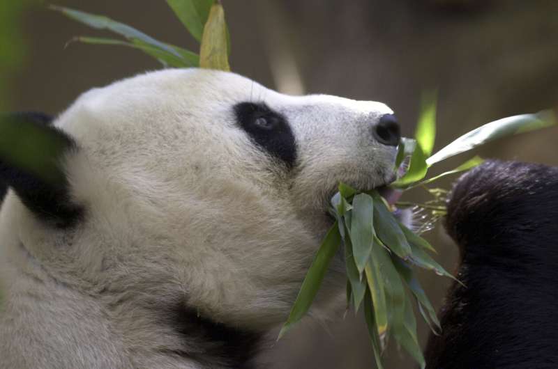 China plans to send San Diego Zoo more pandas this year, reintroducing panda diplomacy