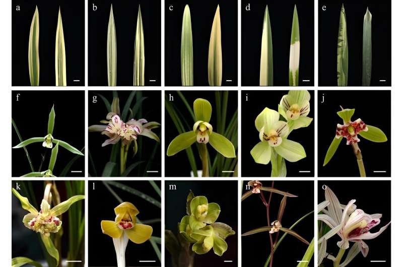 China's orchid renaissance: Bridging ancient traditions and modern science
