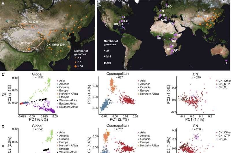 Chinese fruit fly genomes reveal global migrations, repeated evolution