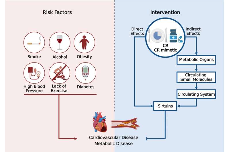 Chinese Medical Journal review highlights beneficial interplay between caloric restriction, sirtuins, and cardiovascular diseases
