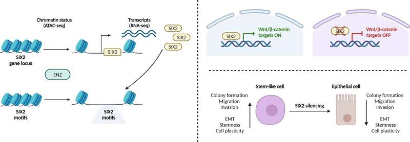 Chromatin openness sheds new light on prostate cancer plasticity