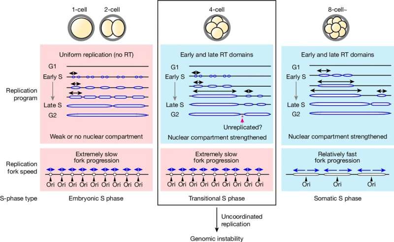 Des erreurs de copie des chromosomes identifiées dans le développement de l'embryon