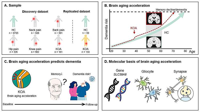 Chronic musculoskeletal pain may accelerate brain aging