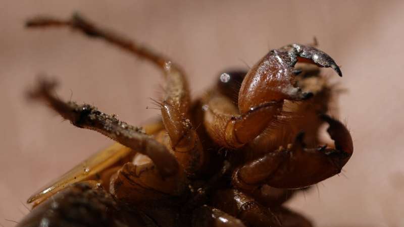 Cicadas are nature's weirdos. They pee stronger than us and an STD can turn them into zombies