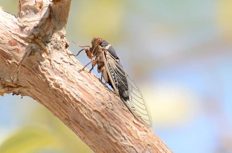 Cicadas will soon descend on Las Vegas—but not the ones you think
