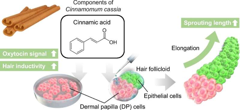 Cinnamic acid shows promise for opening a new developmental avenue in hair growth treatment
