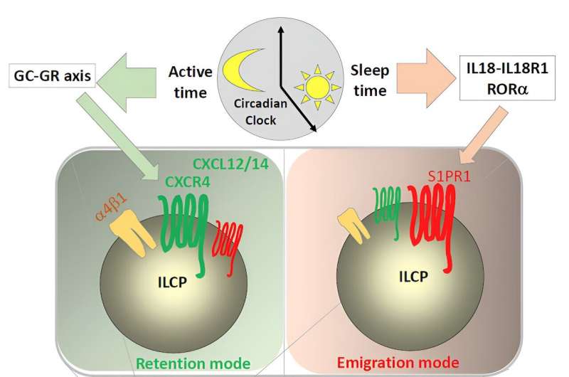 Circadian rhythm drives the release of important immune cells