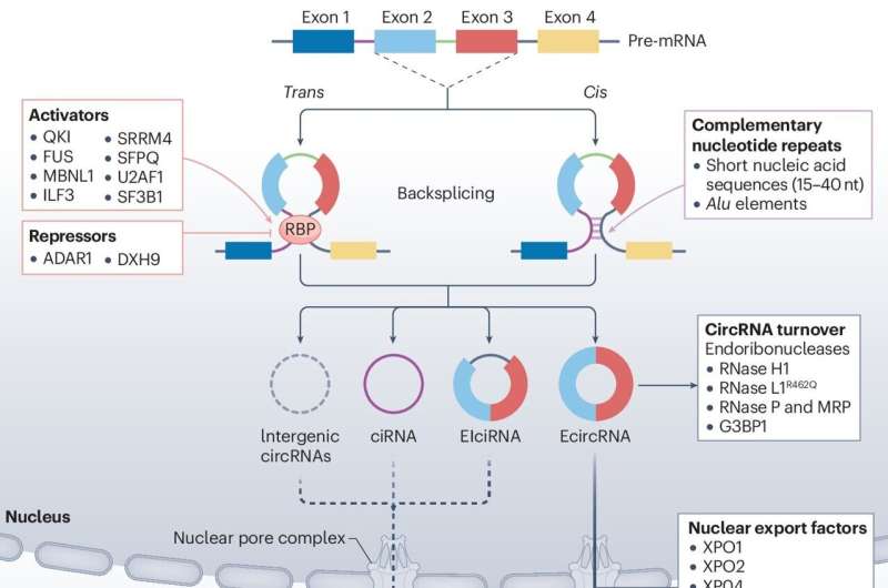 Circular RNAs—the new frontier in cancer research