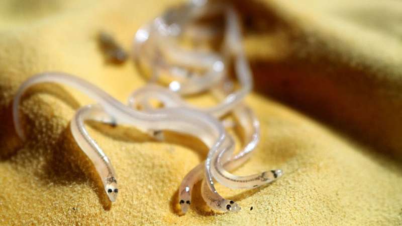 Citizen scientists' 'glass eel' data helps protect Hudson River