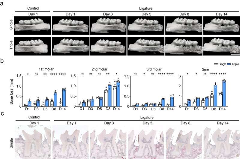 Clarifying the cellular mechanisms underlying periodontitis with an improved animal model