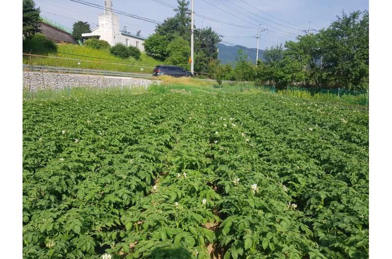 Climate change affects potato cultivation in South Korea