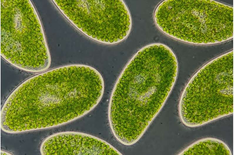 Climate change alters the hidden microbial food web in peatlands