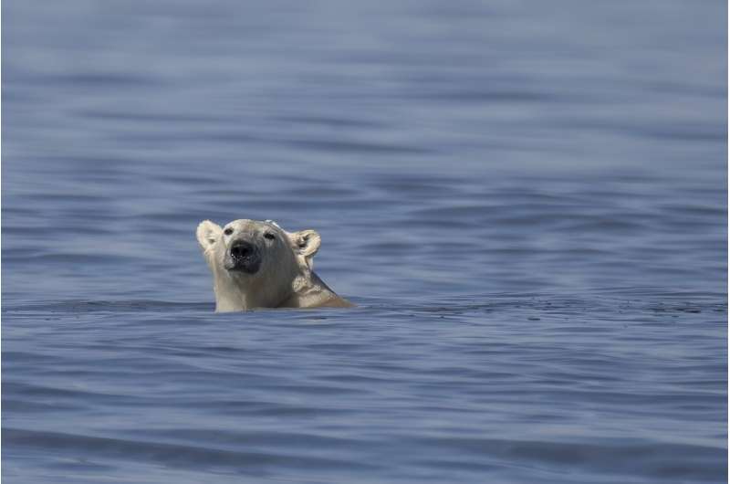 Climate change has increased the number of days where sea ice is too thin for polar bears to hunt seals