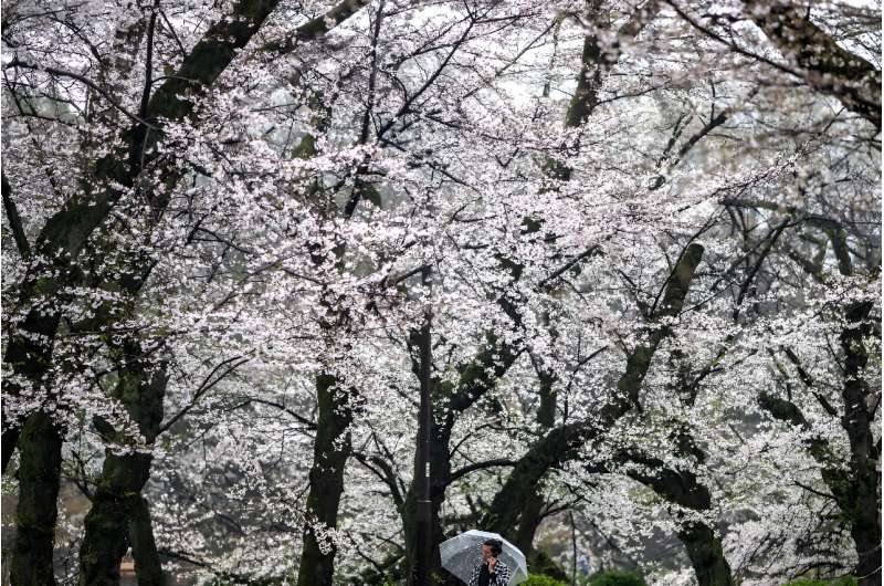 Climate change is making cherry trees bloom sooner in Japan on average