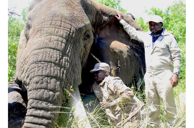 Climate change threatens older elephants most, jeopardizing African elephants' future