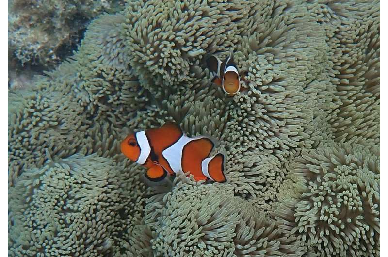 Clown anemonefish seem to be counting bars and laying down the law