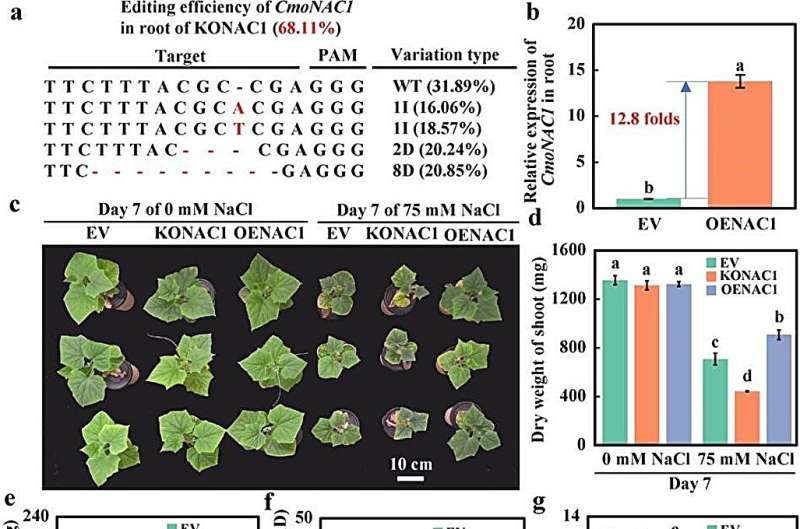 El papel clave de CmoNAC1 en pepinos injertados reveló tolerancia a la sal en los cultivos