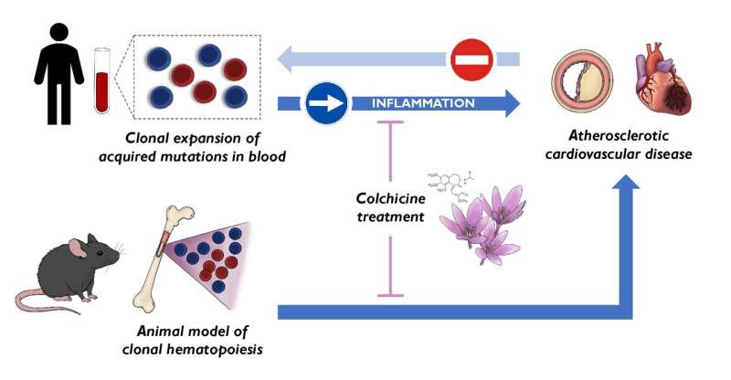 CNIC scientists discover a new cardiovascular risk factor and identify a drug able to reduce its effects