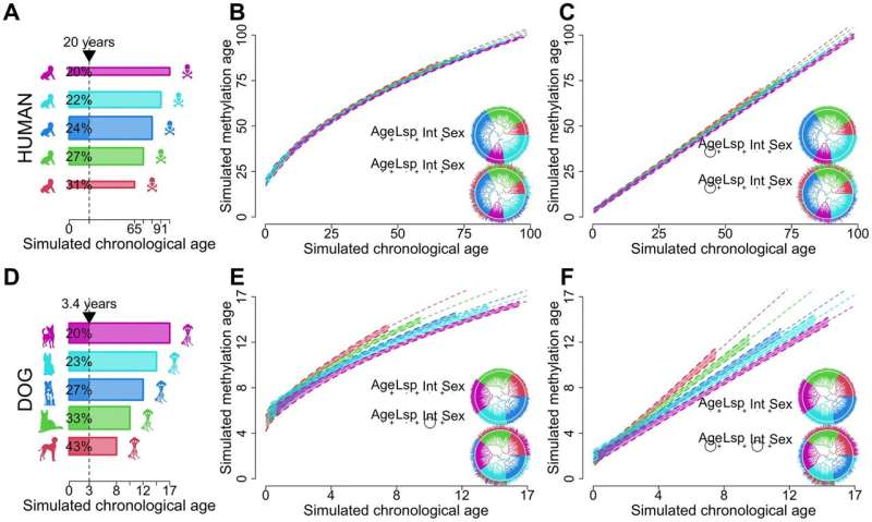 Co-analysis of methylation platforms for signatures of biological aging in the domestic dog
