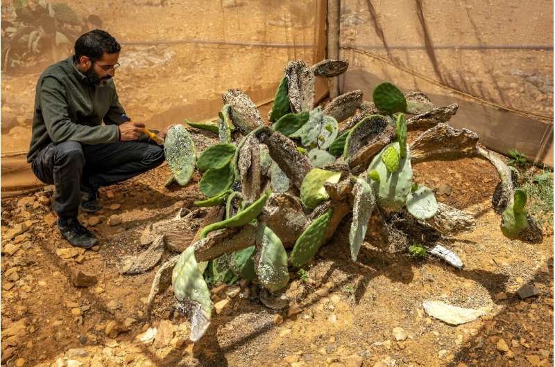 Cochineal infestations have resulted in significant economic losses for thousands of farmers reliant on prickly pear, as authorities struggle to combat the epidemic