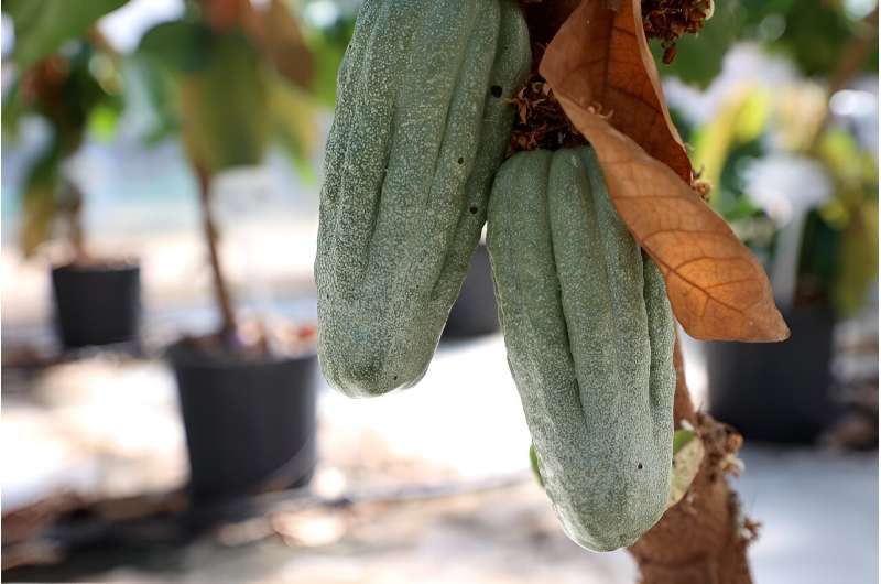 Cocoa pods at Israel's Volcani Institute