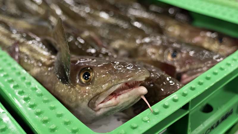 Cod is called the chicken of the sea: But not easily economized