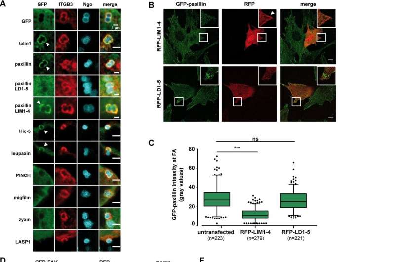 Cohesion at the cellular level: flexible yet stable